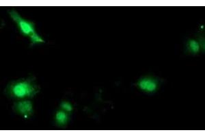 Anti-SOCS3 mouse monoclonal antibody (ABIN2454587) immunofluorescent staining of COS7 cells transiently transfected by pCMV6-ENTRY SOCS3 (RC209305). (SOCS3 antibody)