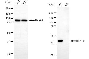 anti-Major Histocompatibility Complex Class I C (HLA-C) antibody