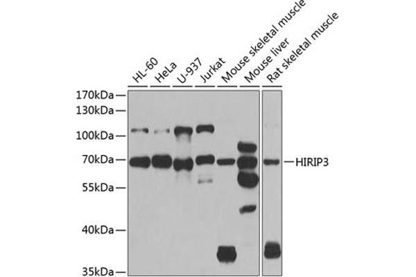 HIRIP3 antibody  (AA 417-556)
