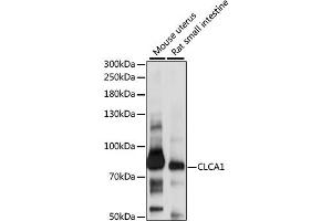 Western blot analysis of extracts of various cell lines, using CLCA1 antibody (ABIN6291657) at 1:1000 dilution. (CLCA1 antibody)