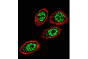 Confocal immunofluorescent analysis of PHB Antibody (Center) (ABIN389162 and ABIN2839329) with Hela cell followed by Alexa Fluor 488-conjugated goat anti-rabbit lgG (green). (Prohibitin antibody  (AA 89-117))