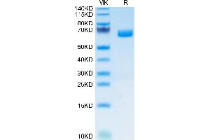 IL22 Receptor alpha 1 Protein (AA 16-228) (Fc Tag)