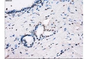 Immunohistochemical staining of paraffin-embedded Ovary tissue using anti-FCGR2A mouse monoclonal antibody. (FCGR2A antibody)