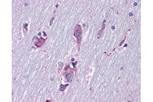 Immunohistochemical staining (Formalin-fixed paraffin-embedded sections) of human cortex with ISL1 monoclonal antibody, clone 1H9 .