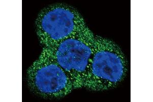 Confocal immunofluorescent analysis of PDGFRB Antibody (N-term) (ABIN392034 and ABIN2841803) with WiDr cell followed by Alexa Fluor 488-conjugated goat anti-rabbit lgG (green). (PDGFRB antibody  (N-Term))