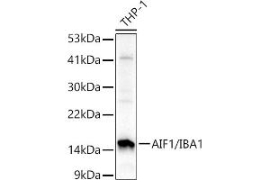 Western blot analysis of extracts of THP-1 cells, using /IB antibody (2391) at 1:1000 dilution. (Iba1 antibody  (AA 1-147))