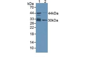 Western blot analysis of (1) Human Lung Tissue and (2) Mouse Kidney Tissue. (TPMT antibody  (AA 26-227))