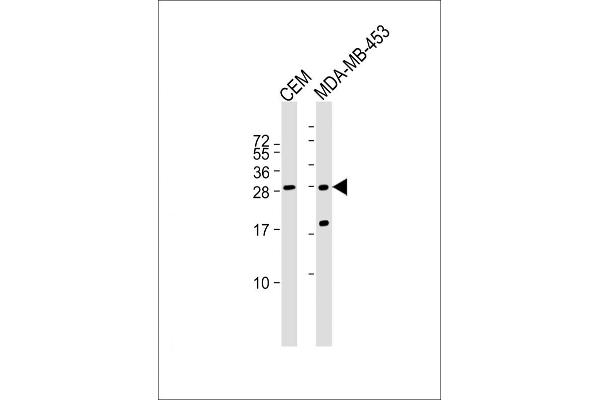 IFI6 anticorps  (AA 5-34)