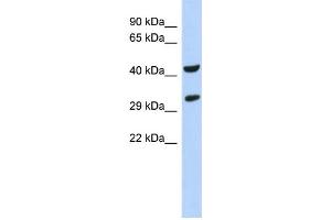 WB Suggested Anti-ASB8 Antibody Titration: 0. (ASB8 antibody  (N-Term))