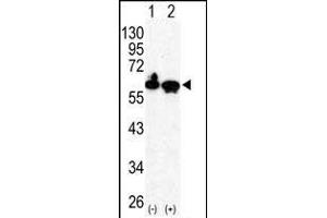 Western blot analysis of HDAC2 (arrow) using rabbit polyclonal HDAC2 Antibody (C-term) (ABIN6242378 and ABIN6577318). (HDAC2 antibody  (C-Term))