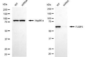 Western blotting analysis using FUBP3 antibody (ABIN7798568).