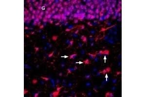 Expression of ENT2 in rat hippocampus - Immunohistochemical staining of perfusion-fixed frozen rat brain sections with Anti-ENT2 (SLC29A2) Antibody (ABIN7043711 and ABIN7044801), (1:300), followed by donkey anti-rabbit-biotin and streptatividin-Cy3. (SLC29A2 antibody  (3rd Intracellular Loop))