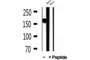 Western blot analysis of extracts of HeLa cells, using Liprin alpha 1 antibody.