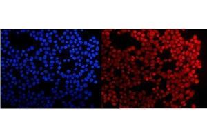 IF analysis of HMG4 using anti-HMG4 antibody (ABIN3042447). (HMGB3 antibody  (N-Term))