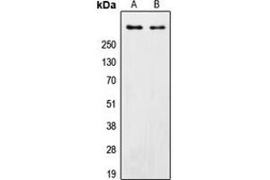 Western blot analysis of DNA-PKcs expression in HeLa (A), MCF7 (B) whole cell lysates. (PRKDC antibody  (C-Term))