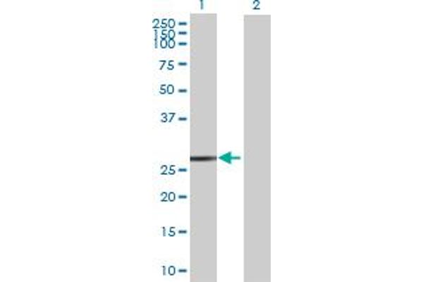 FKBP3 antibody  (AA 1-224)
