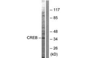 Western blot analysis of extracts from HeLa cells, treated with PMA 125ng/ml 30', using CREB (Ab-142) Antibody. (CREB1 antibody  (AA 111-160))