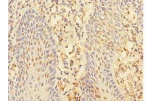Immunohistochemistry of paraffin-embedded human tonsil tissue using ABIN7161343 at dilution of 1:100 (CHRNA1 antibody  (AA 25-240))