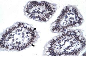 Human Intestine (AATF antibody  (N-Term))