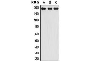 Western blot analysis of LMO7 expression in HEK293T (A), Raw264. (LMO7 antibody  (Center))