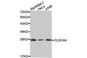Western Blotting (WB) image for anti-C-Type Lectin Domain Family 4, Member A (CLEC4A) antibody (ABIN1871908)