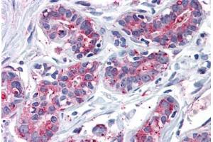 Anti-ENTPD2 antibody  ABIN960772 IHC staining of human breast. (ENTPD2 antibody  (Internal Region))