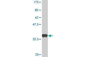 Western Blot detection against Immunogen (36. (Geminin antibody  (AA 110-209))