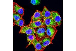 Immunofluorescence analysis of Hela cells using CD3D mouse mAb (green). (CD3D antibody  (AA 127-171))