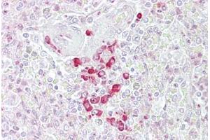 Anti-FRZB antibody IHC staining of human spleen. (FRZB antibody  (AA 216-265))