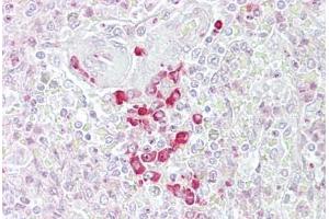 Anti-FRZB antibody IHC staining of human spleen. (FRZB antibody  (AA 216-265))
