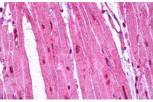 Anti-RRAS antibody IHC staining of human heart. (R-Ras antibody)