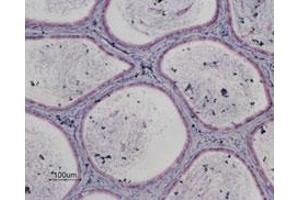 Expression of P2RY13 in rat testisImmunohistochemical staining of paraffin embedded rat epidydimus section using Anti-P2Y13 Receptor Antibody (ABIN7581940), (1:50).