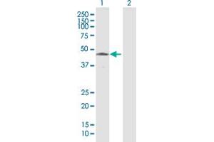 Western Blot analysis of HTRA4 expression in transfected 293T cell line by HTRA4 MaxPab polyclonal antibody. (HTRA4 antibody  (AA 1-476))