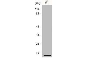 Western Blot analysis of 293 cells using MK Polyclonal Antibody (Midkine antibody  (C-Term))