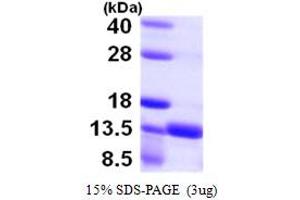 SDS-PAGE (SDS) image for S100 Calcium Binding Protein A16 (S100A16) (AA 1-103) protein (His tag) (ABIN667422) (S100A16 Protein (AA 1-103) (His tag))