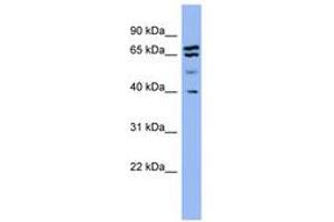 Image no. 1 for anti-Endophilin-A1 (SH3G2) (AA 251-300) antibody (ABIN6741703) (SH3G2 antibody  (AA 251-300))