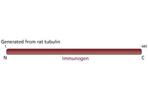 Image no. 2 for anti-Tubulin, beta (TUBB) antibody (ABIN967495) (TUBB antibody)
