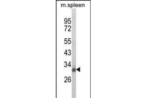 Western blot analysis of OLIG3 Antibody (Center) (ABIN652572 and ABIN2842385) in mouse spleen tissue lysates (35 μg/lane). (OLIG3 antibody  (AA 74-100))
