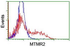HEK293T cells transfected with either RC208703 overexpress plasmid (Red) or empty vector control plasmid (Blue) were immunostained by anti-MTMR2 antibody (ABIN2454066), and then analyzed by flow cytometry. (MTMR2 antibody)