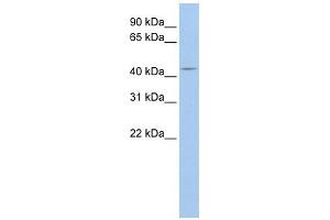ATG4A antibody used at 1 ug/ml to detect target protein. (ATG4A antibody)