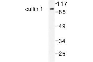 Image no. 1 for anti-Cullin 1 (CUL1) antibody (ABIN265375) (Cullin 1 antibody)