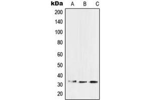 Western blot analysis of SFTPA2 expression in A549 (A), HCT15 (B), mouse lung (C) whole cell lysates. (SFTPA2 antibody  (Center))