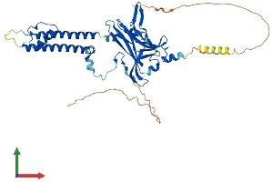 AlphaFold protein structure predicition of Human Recombinant KCNJ12 Protein, UniprotID Q14500