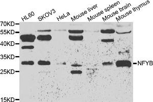 Western blot analysis of extracts of various cell lines, using NFYB antibody (ABIN5974397) at 1/500 dilution. (NFYB antibody)