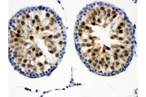 IHC testing of FFPE mouse testis with Cdk2 antibody. (CDK2 antibody  (AA 81-298))