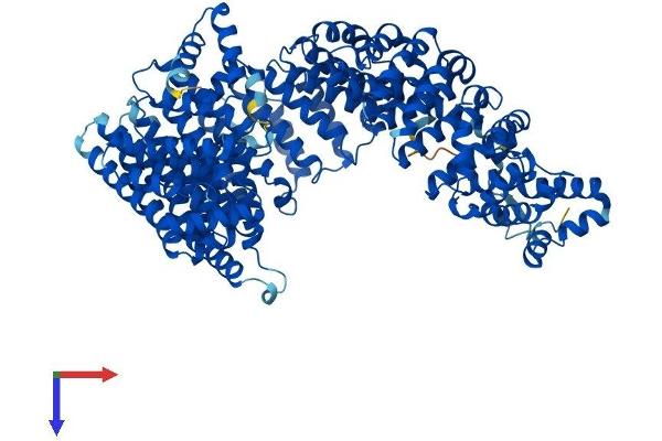 Importin 11 Protein (IPO11) (AA 1-975) (His tag)