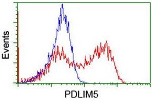 HEK293T cells transfected with either RC200592 overexpress plasmid (Red) or empty vector control plasmid (Blue) were immunostained by anti-PDLIM5 antibody (ABIN2455649), and then analyzed by flow cytometry. (PDLIM5 antibody)