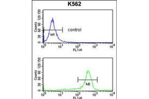 Flow cytometry analysis of K562 cells (bottom histogram) compared to a negative control cell (top histogram). (RPS6KB2 antibody)
