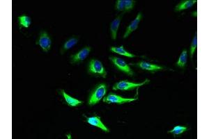 Immunofluorescent analysis of Hela cells using ABIN7160433 at dilution of 1:100 and Alexa Fluor 488-congugated AffiniPure Goat Anti-Rabbit IgG(H+L) (PLP1 antibody  (AA 143-197))