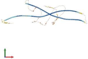 AlphaFold protein structure predicition of Human Recombinant CTAGE6 Protein, UniprotID Q86UF2 (CTAGE6 Protein (AA 1-777) (His tag))
